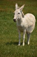 Chubby White Donkey in a Grass Field photo