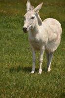 Sweet White Donkey Standing in a Grass Field photo