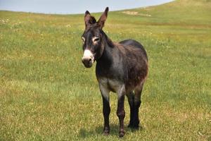 Solitary Donkey Standing in a Grass Meadow photo