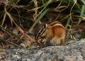 Chipmunk Eating an Acorn While on a Rock photo