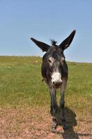 burro joven de color oscuro con orejas largas y grandes foto