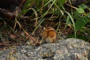 Adorable Chipmunk with an Acorn for a Snack photo
