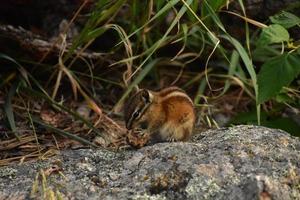 Small Striped Chipmunk Biting an Acorn on a Rock photo