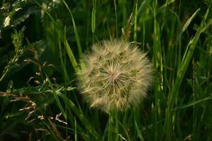 Dandelion Going to Seed in the Summertime photo