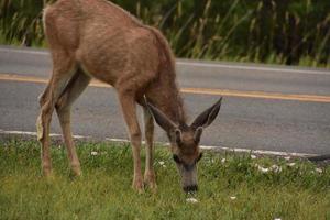 Cute Grazing Young Deer by a Rural Road Way photo