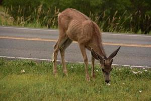 Young White Tailed Deer Grazing by the Side of a Road photo