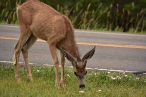 Sweet Young Deer Grazing by the Edge of a Road photo