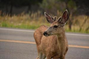 Beautiful Face of a Deer at Dusk by a Road photo