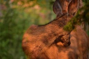 Deer Reaching Back and Itching Hind Quarter photo