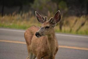 Looking into the Very Sweet Face of a Young Deer photo