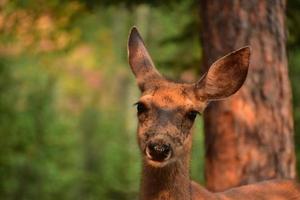 Looking into the Face of a Sweet Deer Doe photo