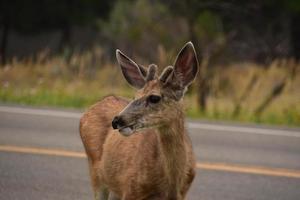 Deer With Small Antlers Standing by Roadway photo