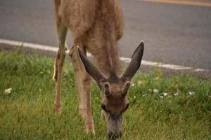 Grazing Young Deer Eating Grass by Roadside photo