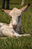 Looking Directly into the Face of a White Baby Burro photo