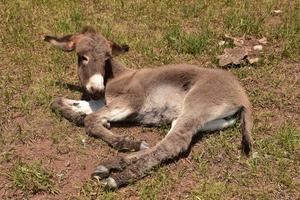 muy dulce burro descansando en un día caluroso foto