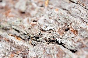 Fantastic Patterned and Textured Aged Wooden Bark photo