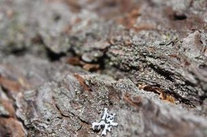 Patterned Tree Bark Up Close and Personal photo