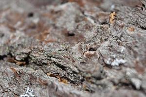 Macro of Bark on a Hardwood Tree photo