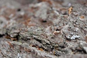 Gray Patterned and Textured Tree Bark on a Tree photo