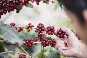 cosecha manual de granos de café rojos maduros frescos en chiangmai, tailandia foto