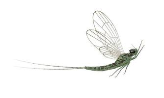 Mayfly, isolated on the white background. Vector illustration.