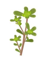 Vector illustration, Portulaca oleracea or common purslane, also known as little hogweed, isolated on white background