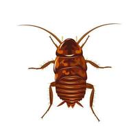 Vector illustration, female cockroach isolated on white background.
