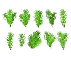 Realistic set of fir branches. Christmas tree, detailed pine. Symbol of Christmas and New Year isolated on white background for your design. vector