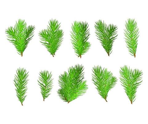 Realistic set of fir branches. Christmas tree, detailed pine. Symbol of Christmas and New Year isolated on white background for your design.