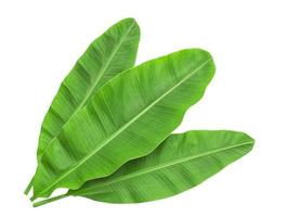 Banana leaves isolated over white. Photo includes three CLIPPING PATH