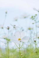 Beautiful purple cosmos flowers garden photo