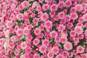 Pink flower garden background photo