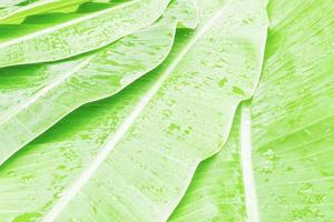 Green fresh banana leaf and stem  with drop of water for background use photo
