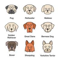 Dogs breeds color icons set. Pug, Rottweiler, Maltese, Golden Retriever, Great Dane, Bernese Mountain Dog, Shetland Sheepdog, boxer, Yorkshire Terrier. Isolated vector illustrations