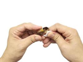 A man is peeling chestnut using a peel remover, isolated over white photo