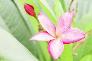 Selective focus of pink plumeria with green leaves background photo