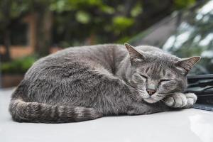 encantador gato dormido mascota tailandesa toma una siesta en un auto - concepto de animal doméstico