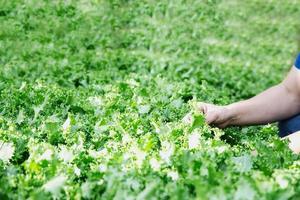 Farm man working in his organic Frillice Ice Berg lettuce vegetable garden photo