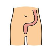 Rectum and anus color icon. Last segment of large bowel. Gastrointestinal tract. Isolated vector illustration