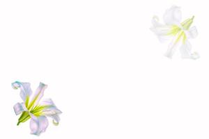 Bright lily flowers isolated on white background. photo