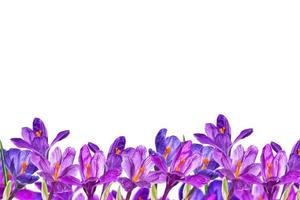 Spring flower crocus isolated on white background. photo