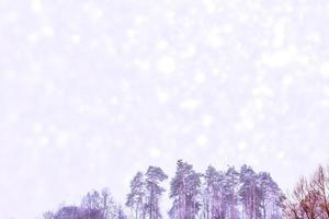 Frozen winter forest with snow covered trees. photo