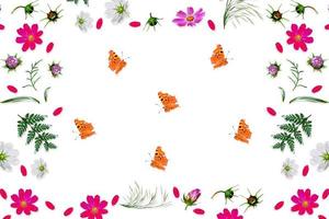 Cosmos flowers isolated on white background. Top view, flat lay. Composition. photo