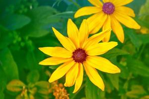 flores de rudbeckia sobre un fondo del paisaje de verano. foto