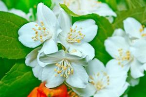 White jasmine. The branch delicate spring flowers photo