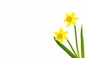 spring flowers narcissus isolated on white background photo