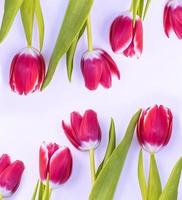 tulipanes de flores brillantes y coloridas foto