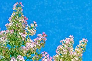 Bright and colorful flowers lilac photo