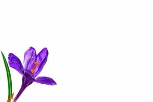 Spring flower crocus isolated on white background. photo