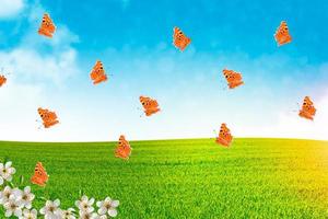 Butterflies in field photo